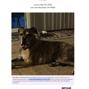 Image of Knox, Lost Dog