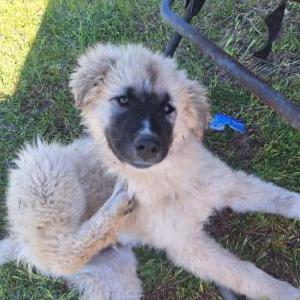 Lost Dog Bear