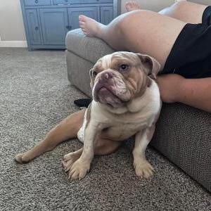 Image of Tucker, Lost Dog