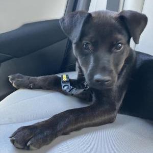 Found Dog unknown