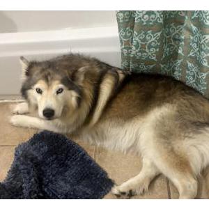 Lost Dog Novah
