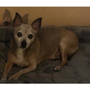 Image of Zeus, Lost Dog