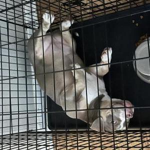 Lost Dog Luna