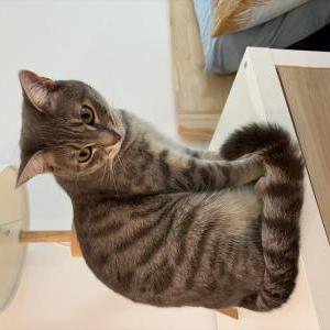 Image of Nala, Lost Cat