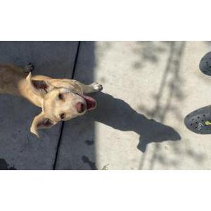 Lost Dog Ella