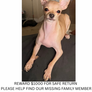 Image of Nova, Lost Dog