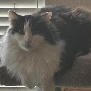 Image of Tommy, Lost Cat