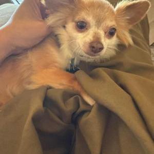 Image of Stink, Lost Dog