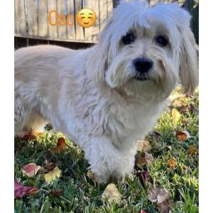 Image of Oso, Lost Dog