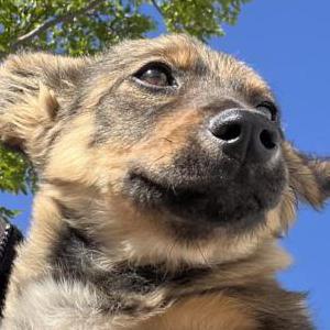 Image of Unknown, Found Dog