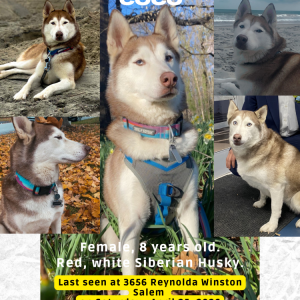 Image of Coco red/white husky, Lost Dog