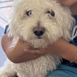 Lost Dog Obi