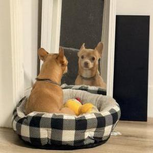 Lost Dog Sezar