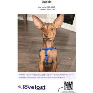 Image of Duckie, Lost Dog