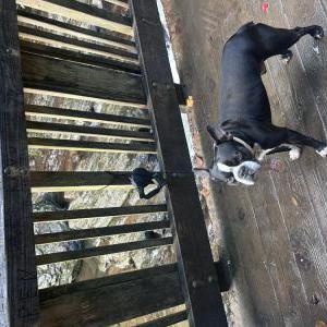 Lost Dog Marlow