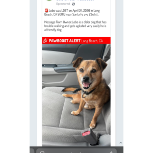 Lost Dog Lobo