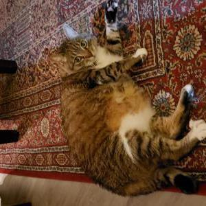 Lost Cat Zeus