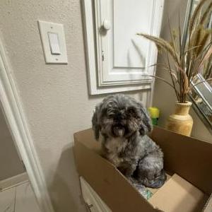Image of Oso, Lost Dog