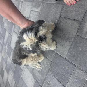 Image of Unknown, Found Dog