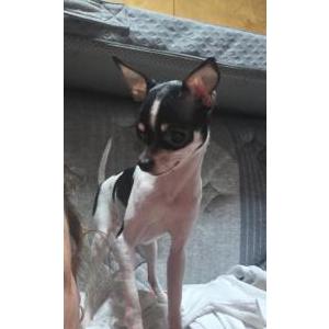 Lost Dog Penelope