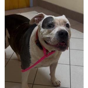 Lost Dog Ellie