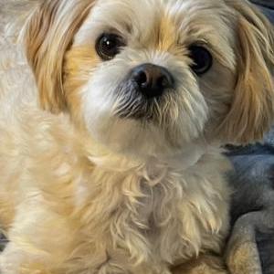 Image of Kona, Lost Dog