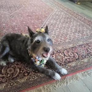 Image of Tuffy, Lost Dog