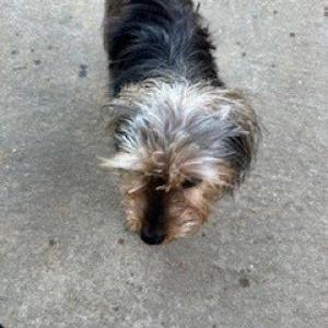 Image of UNKNOWN, Found Dog