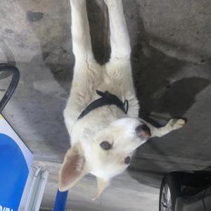 Image of Unknown, Found Dog