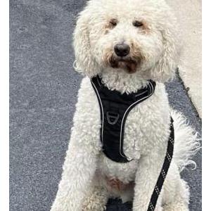 Image of Oliver, Lost Dog