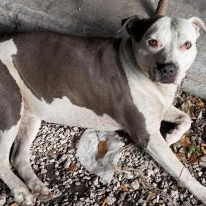 Image of Unknown, Found Dog