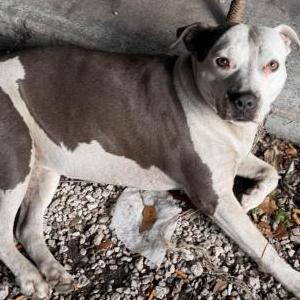 Image of Unknown, Found Dog