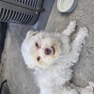 Found Dog Unknown