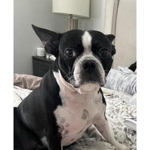 Image of Emma, Lost Dog
