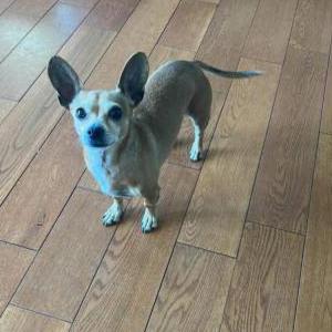 Image of Khaki, Lost Dog