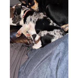 Image of Dottie, Lost Dog