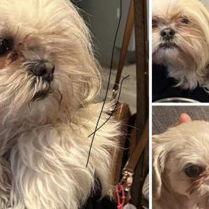 Image of Osa, Lost Dog