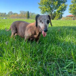 Lost Dog Bella