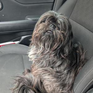 Image of Unknown, Found Dog