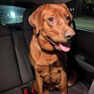 Image of Unknown, Found Dog