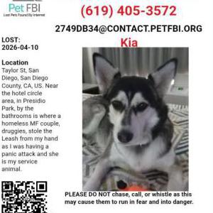Image of Kia, Lost Dog