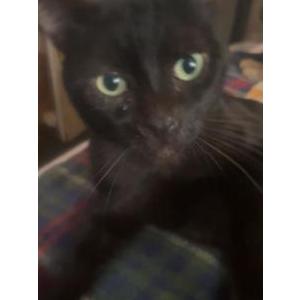 Image of Wobbles, Lost Cat