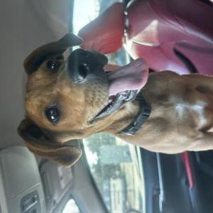Found Dog UNKNOWN