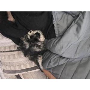 Image of Chucha, Lost Dog