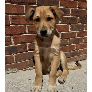 Image of Ollie, Lost Dog