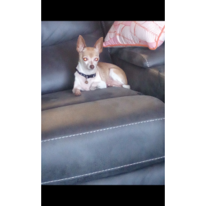 Image of Bonnie, Lost Dog