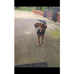 Image of No name on coller, Found Dog