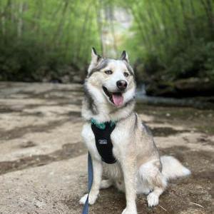 Image of Riley, Lost Dog