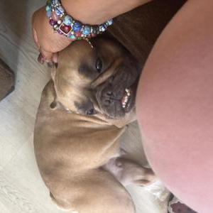 Image of Sandy, Lost Dog