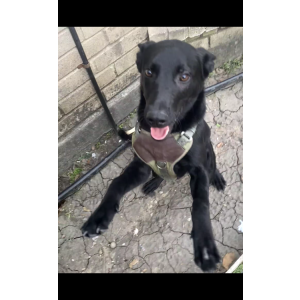 Image of CHOPPER, Lost Dog